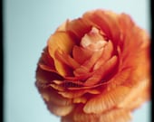 Orange Ranunculus Flowers - Original Fine Art Photography