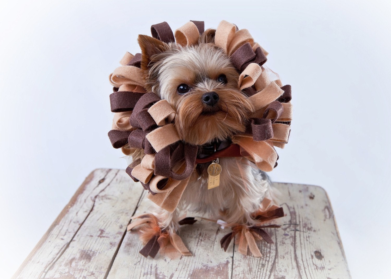 Lion Dog Costume - Pet Halloween Costume