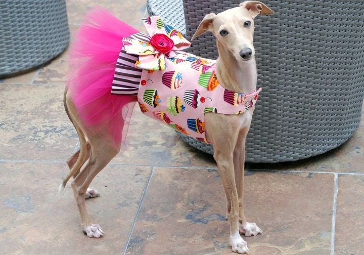 Candy's Sweet Dreams Tutu Harness Dog Dress - KOCouture