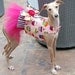 Candy's Sweet Dreams Tutu Harness Dog Dress