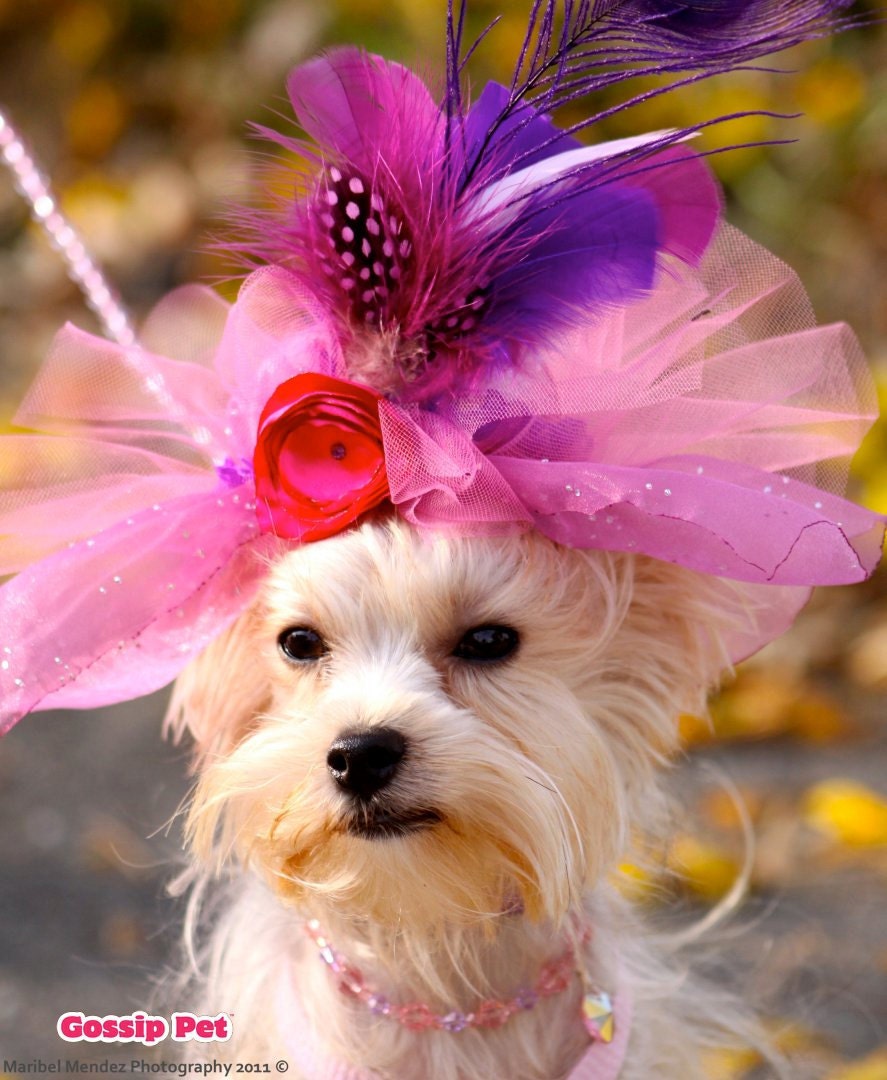 Beverly Hills Dog Feather Hat