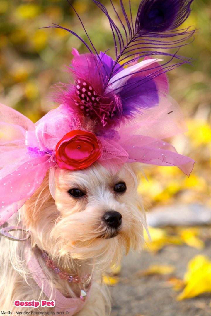 Beverly Hills Dog Feather Hat
