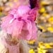 Beverly Hills Dog Feather Hat