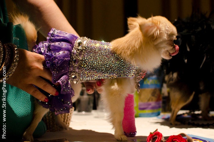 Sparkling Mystic Swarovski Crystal Couture Dog Dress