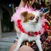 Coral and Pink Rosette Feather Harness Dog Dress