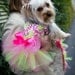Watermelon Damask Pink & Lime Tutu Harness Dog Dress