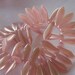 Czech Pink Satin Daggers, 16 pieces