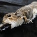 Squirrel Beer Bottle Cozy