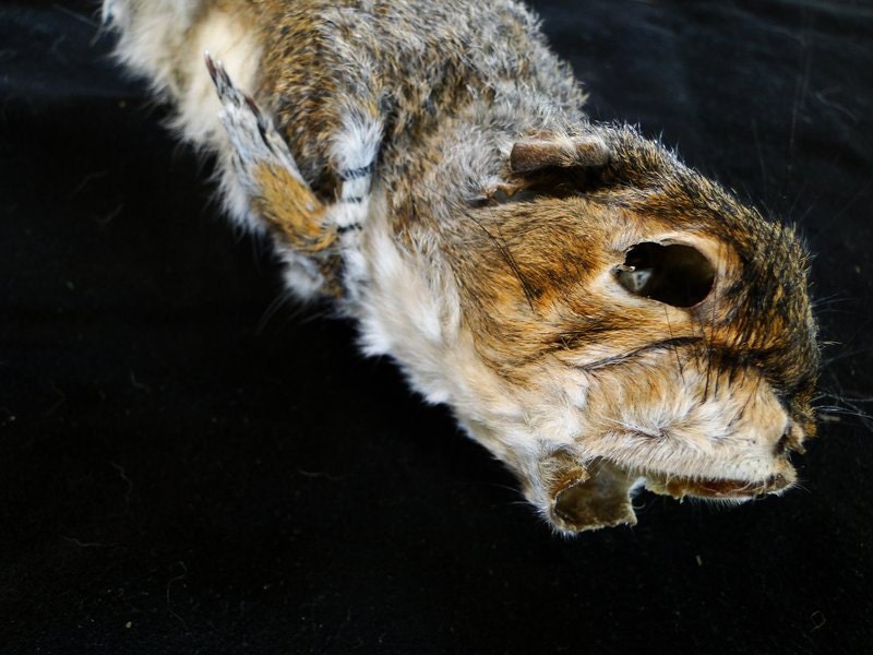 Squirrel Beer Bottle Cozy
