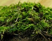 Ex Small Bag Live Green Moss Terrarium Supplies