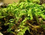 Moss Terrarium DIY Supplies Kit  Make Your Own Self Sustaining Indoor Woodland Gardening Size Large