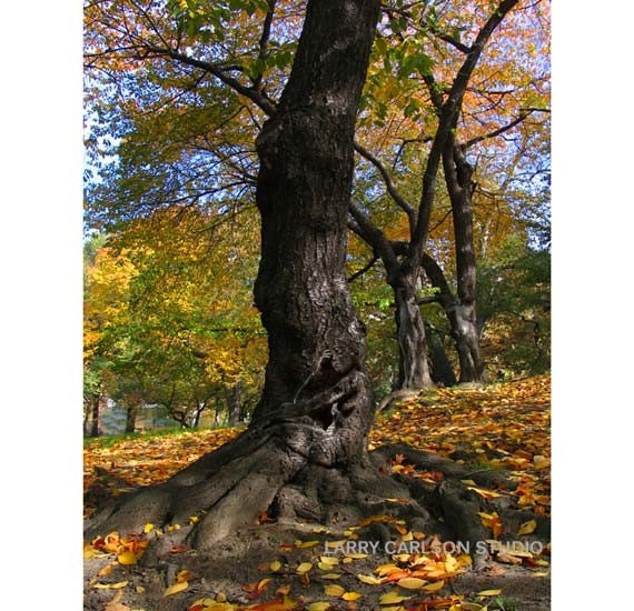 Autumn Inside...16x20 matted fine art giclee photograph collage