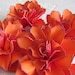 Two Tone Tangerine-Red Handmade Paper Flowers with purple accents - Set of 4