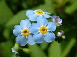 LoveBom (Forget-Me-Not)