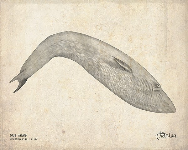 Blue Whale Print