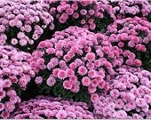 Lavender Mums Greeting Card- FREE SHIPPING