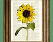 Sunflower art print botanical illustration beautifully upcycled dictionary page book art print