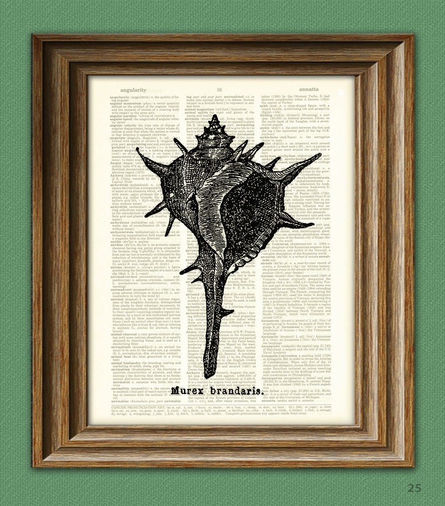 SPINY CONCH Shell art print beautifully upcycled dictionary page book art print