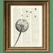 Dandelion flower parachute seed in the wind botanical illustration beautifully upcycled dictionary page book art print