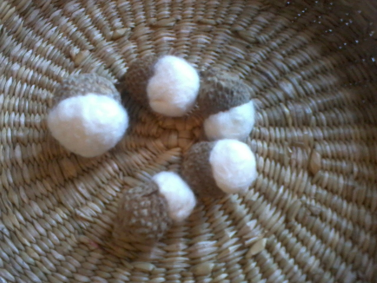Organic Cotton Acorns