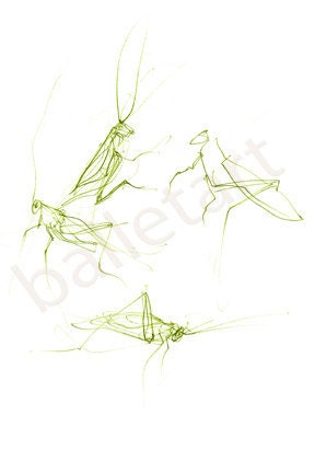 emerald green grasshoppers or lucky plant grasshoppers drawing