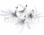 Pas de Quatre or Four Prima Ballerinas - ballet art - drawing