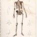 1849 human skeleton antique anatomy engraving print