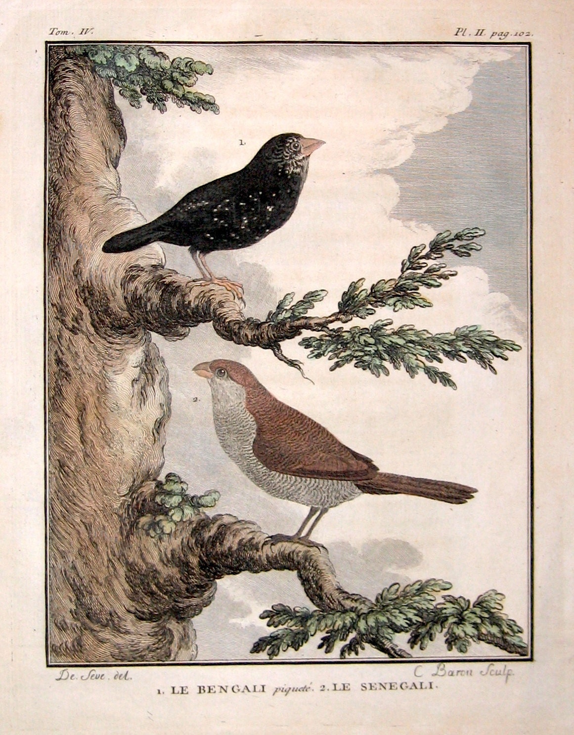 Bird Engraving