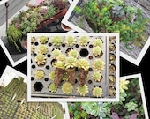 10 Cold Hardy Succulent Plants, Hens and Chicks Grab Bag Special