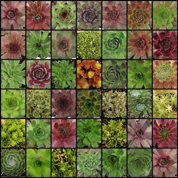 100 Gaggle of Succulent Plants for Wedding, Baby Shower, Corporate Favors, Or just for your own use
