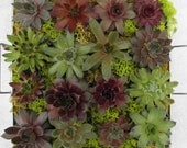 16 Succulent Chicks in Gift  Tin  for a centerpiece a garden gift or for party favors