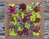 Succulent Vertical Living Wall Art Kit, 12 inch, Buy this or we can make custom sizes.