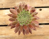 Aphrodite Sempervivum Plant, Hens and Chicks, Extremely Cold Hardy Succulent