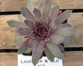 Lavender and Old Lace Sempervivum Plant, Indoor or outdoor Succulent Plant