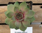 Sommerwise Sempervivum Plant, Indoor or outdoor Succulent Plant