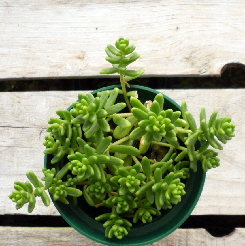 Chubby Finger's White Stonecrop Potted Plant, Sedum album