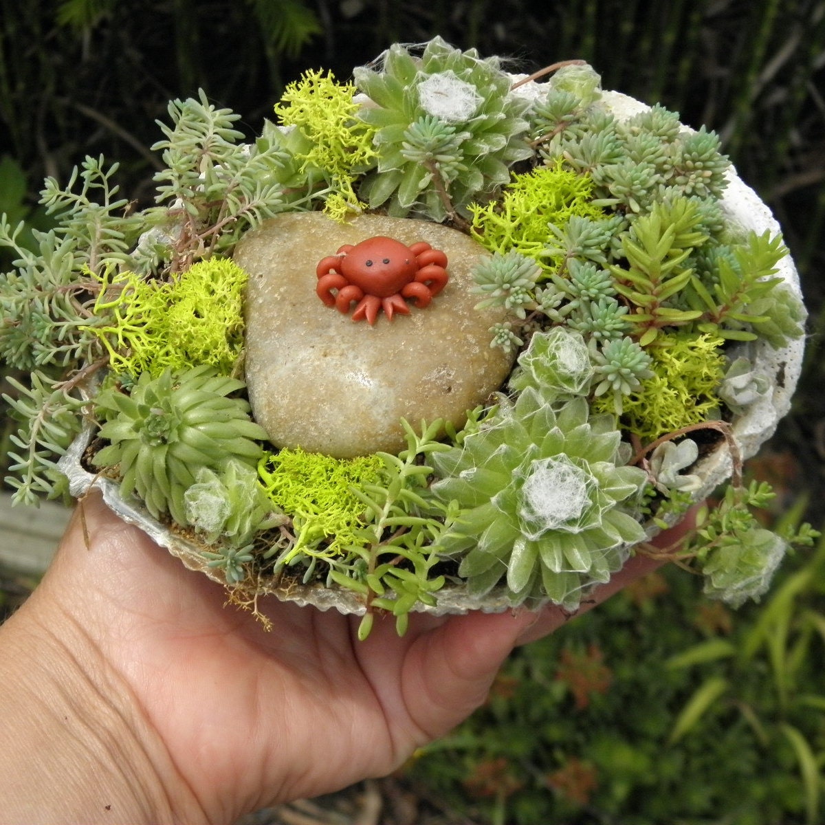 Abalone Sea Shell Garden Planter - Sweet Garden Gift ,  Easy to care for, perfect for desk.