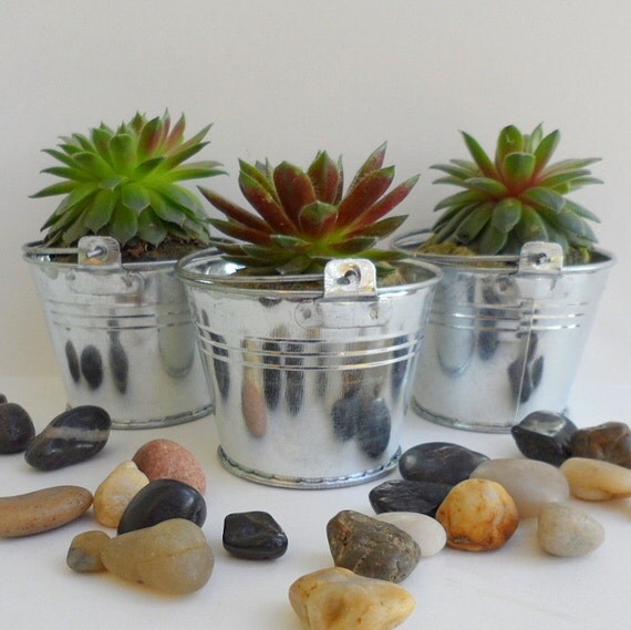 Buy plants wedding gifts - 80 Succulent plant,  80  Silver Pails, Wedding or Shower favors.