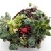 Abalone Sea Shell Garden Planter - Sweet Garden Gift ,  Easy to care for, perfect for desk.