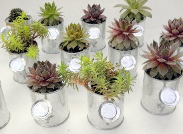 1 Succulent Watering Can Favor, A sample to Try before you Buy.