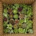 Succulent Wreath, JUMbO Round 16 inch, Living Mosaic WREATH - Cold hardy
