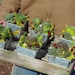 Succulent  Dish Garden in a Square tin