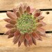 Aphrodite Sempervivum Plant, Hens and Chicks, Extremely Cold Hardy Succulent