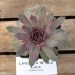 Lavender and Old Lace Sempervivum Plant, Indoor or outdoor Succulent Plant