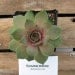Sommerwise Sempervivum Plant, Indoor or outdoor Succulent Plant
