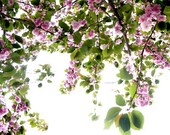 Blossom
