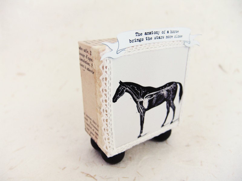Light box diorama display -A horse anatomy- - ILaBoom
