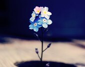30% off Floral Photography - floral home decor royal blue forget me not flowers unique square print 8x8 inches (20x20cm) Surprise