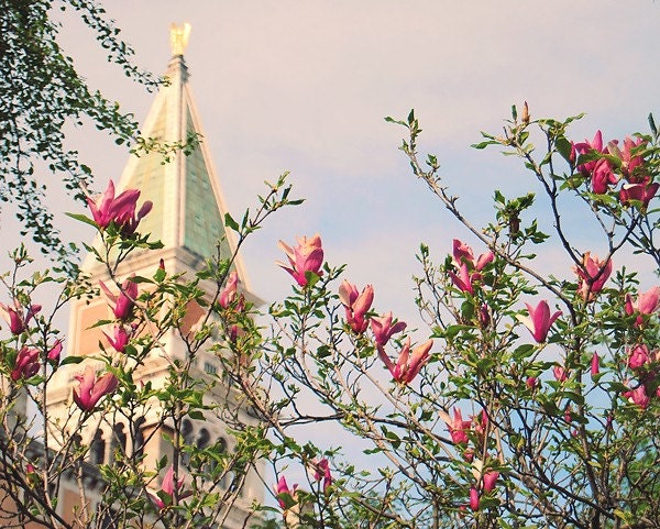 Al Magnolia Campanile 8x10 (20x25cm) Fine Art Travel Photography - Europe Italy Venice home decor wedding gift romantic floral unique