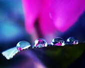 Raindrops 5x5 (13x13cm) Fine Art Nature Photography water fresh summer rain wet home decor flowers floral dark blue purple pink